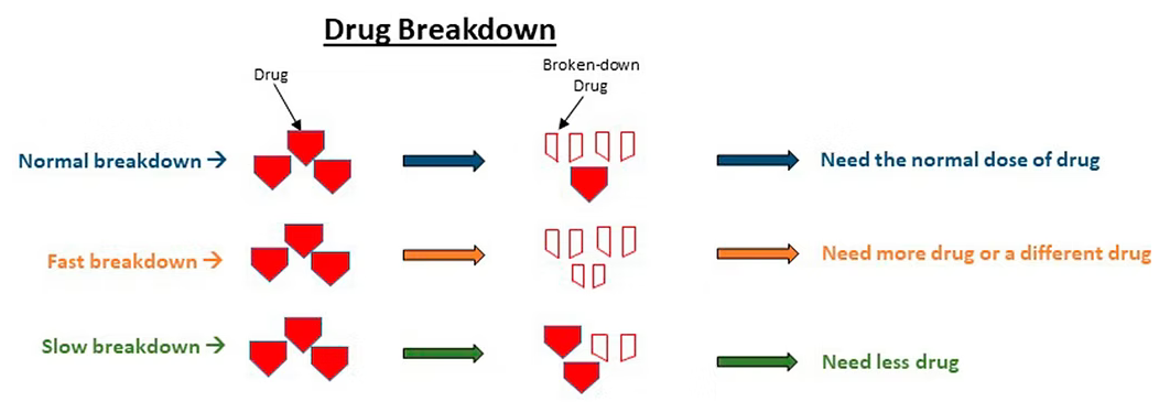 Drug Breakdown Illustration